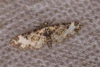 Eupithecia irriguata
