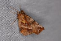 Selenia dentaria