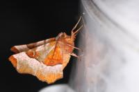 Selenia tetralunaria