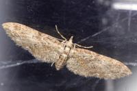 Eupithecia abbreviata