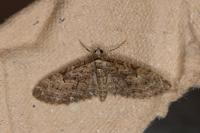 Eupithecia abbreviata