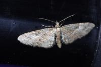 Eupithecia abbreviata