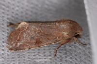 Orthosia incerta