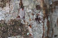 Clostera curtula