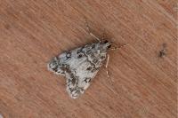 Eudonia lacustrata