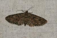 Eupithecia cocciferata