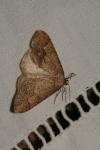 Phigaliohybernia marginaria