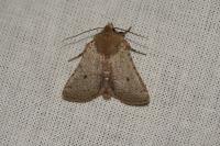 Spudaea ruticilla