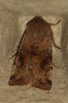 Orthosia incerta
