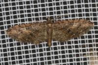 Eupithecia abbreviata