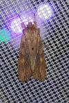 Lithophane socia