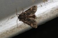 Brachionycha nubeculosa