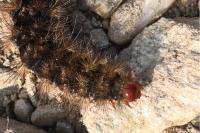 Arctia villica
