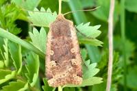 Conistra erythrocephala