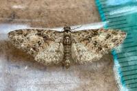 Eupithecia abbreviata