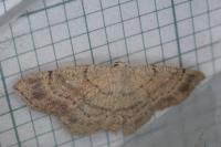 Cyclophora porata