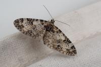 Eupithecia irriguata