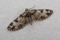Eupithecia irriguata
