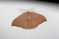 Watsonalla uncinula
