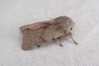 Perigrapha rorida