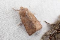 Spudaea ruticilla