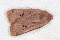 Conistra erythrocephala
