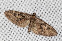 Eupithecia dodoneata