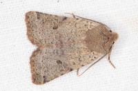 Spudaea ruticilla