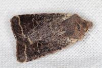 Spudaea ruticilla