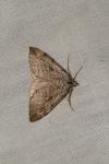 Aplocera efformata/plagiata