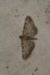 Gymnoscelis rufifasciata