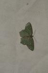 Hemithea aestivaria