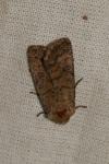 Hoplodrina octogenaria/blanda