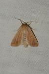 Mythimna impura