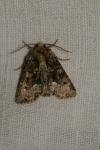 Oligia strigilis/versicolor