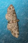 Pasiphila chloerata