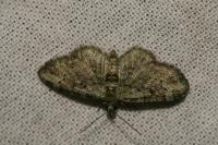 Pasiphila rectangulata