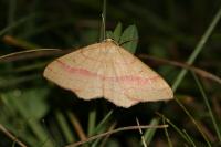 Rhodostrophia vibicaria