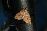 Thera obeliscata