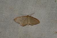 Idaea humiliata