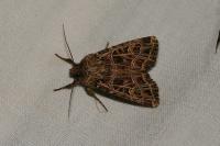 Sideridis reticulata