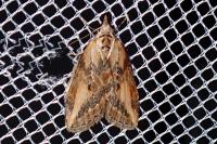 Chesias isabella