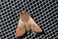 Spudaea ruticilla