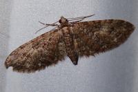 Eupithecia abbreviata
