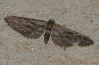 Eupithecia oxycedrata