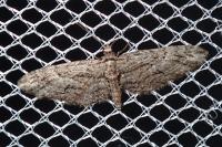 Eupithecia oxycedrata