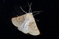 Dyscia lentiscaria