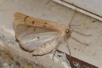 Dyscia lentiscaria
