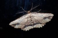 Menophra abruptaria