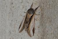 Pheosia tremula